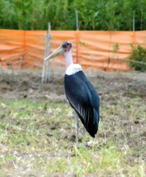 �ʐ^�F��t�s������������E�������̂Ɠ���̃A�t���J�n�Q�R�E���O�S�N�A���쌧�ŎB�e